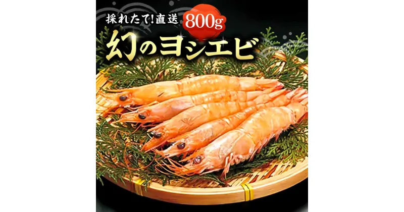 【ふるさと納税】【先行予約】幻の ヨシエビ 計800g 【2024年12月以降順次発送】《豊前市》【豊築漁業協同組合】 エビ えび 海老 蝦[VAG012] 23000 23000円