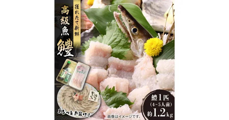 【ふるさと納税】獲れたて直送！ハモ 一本 約1.2kg (4~5人前)《豊前市》【まるとら】魚 鱧 はも 刺身[VAL001] 44000 44000円