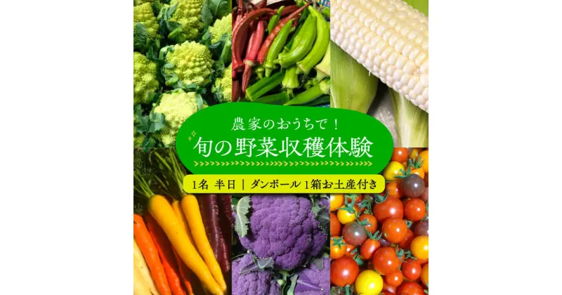 【ふるさと納税】農家のおうちで旬の野菜！！収穫体験　1名 半日 ダンボール1箱お土産付き《豊前市》【田村農産】[VBE006] 25000 25000円