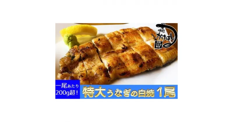 【ふるさと納税】心に染みる「かけはし」の味 特大 うなぎの白焼き 1尾　うなぎ・鰻