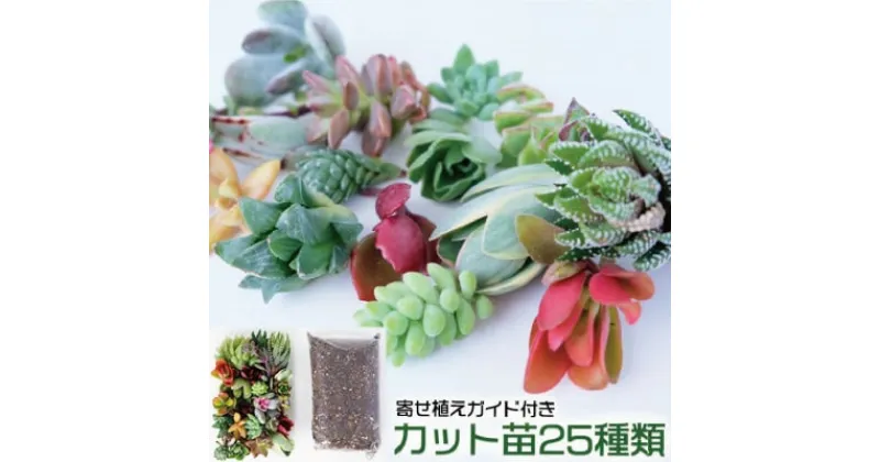 【ふるさと納税】多肉植物 ハオルチア入り じぶんで植える 多肉の寄せ植え セット インテリア 多肉 植物 ガーデニング　小郡市