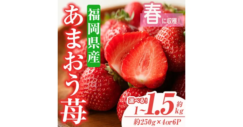 【ふるさと納税】＜容量を選べる・先行予約受付中！2025年2月上旬から3月末にかけて順次発送予定＞あまおう苺・春(計約1kg or 1.5kg)いちご 苺 フルーツ 果物 くだもの 福岡限定 家庭用 冷蔵 ＜離島配送不可＞【ksg0045・ksg0101】【南国フルーツ】