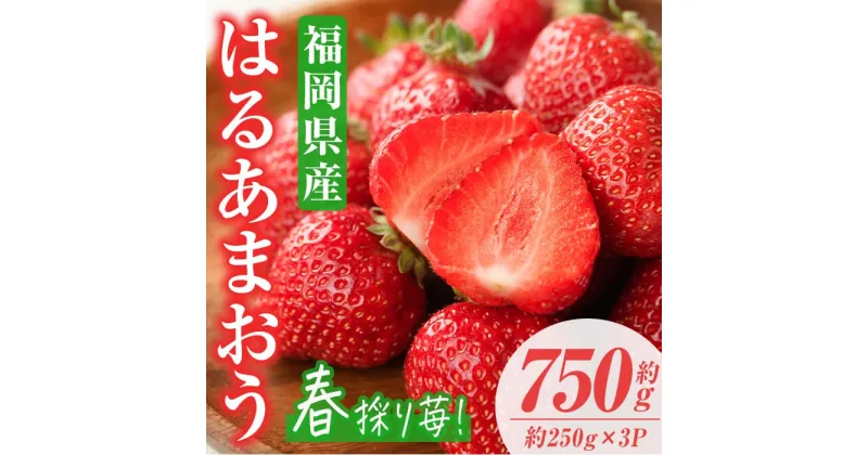 【ふるさと納税】＜先行予約受付中！2025年2月上旬から3月末にかけて順次発送予定＞はるあまおう(計約750g・約250g×3P)いちご 苺 フルーツ 果物 くだもの 福岡限定 家庭用 冷蔵 ＜離島配送不可＞【ksg0412】【南国フルーツ】