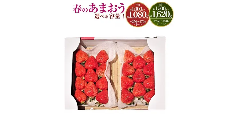 【ふるさと納税】＜予約＞【選べる 容量】春のあまおう 合計約1000～1080g／1500～1620g 1パック約250～270g 4パック／6パック 2L・2A・G規格以上 【2025年3月上旬～4月下旬発送予定】 あまおう いちご 旬 果物 フルーツ 福岡県産 冷蔵配送 送料無料