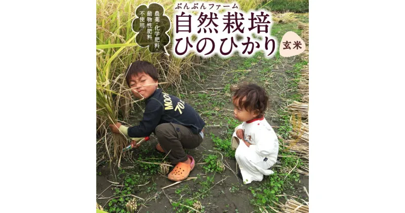 【ふるさと納税】 ぶんぶんファーム 自然栽培 ひのひかり 玄米 2024年10月24日より順次出荷