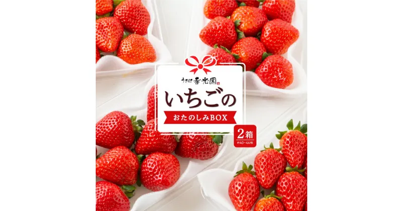 【ふるさと納税】 春光園 いちごのおたのしみBOX 2箱 2024年12月中旬から2025年4月下旬 お届け