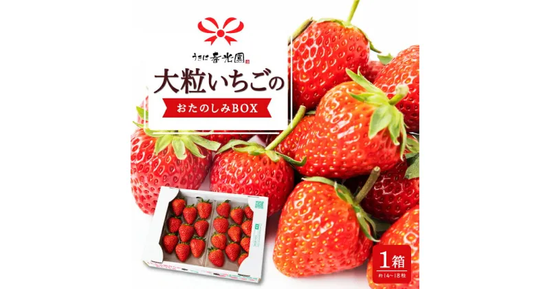 【ふるさと納税】 春光園 大粒いちご おたのしみBOX 1箱 2024年12月中旬から2025年4月下旬 お届け