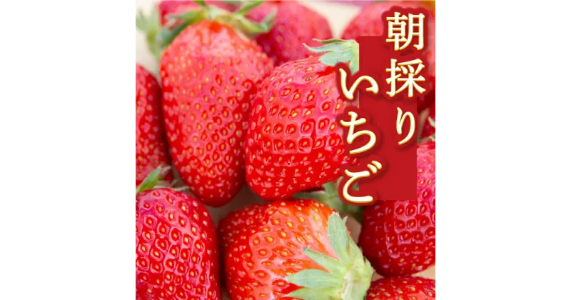 【ふるさと納税】 よかもんいちごの朝採りいちご 2024年12月中旬から2025年4月下旬 出荷予定