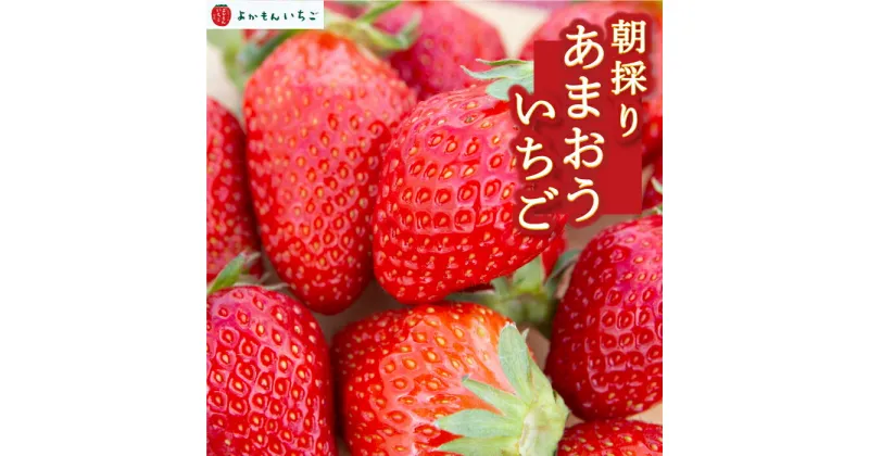 【ふるさと納税】 よかもんいちごの朝採りあまおういちご 2025年1月下旬から2025年4月下旬 出荷予定