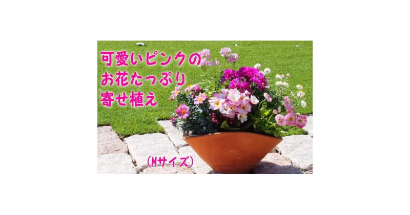 【ふるさと納税】可愛いピンクのお花たっぷりの寄せ植え（舟形Mサイズ）1個　花・植物