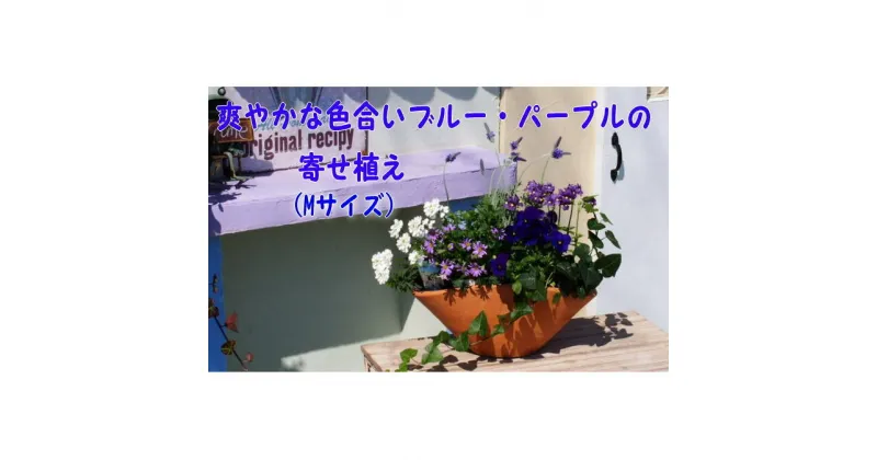 【ふるさと納税】ブルー・パープルの寄せ植え（舟形Mサイズ）1個　花・植物