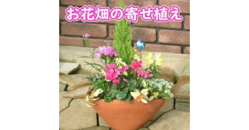 【ふるさと納税】可愛いお花畑の寄せ植え（Mサイズ）　花