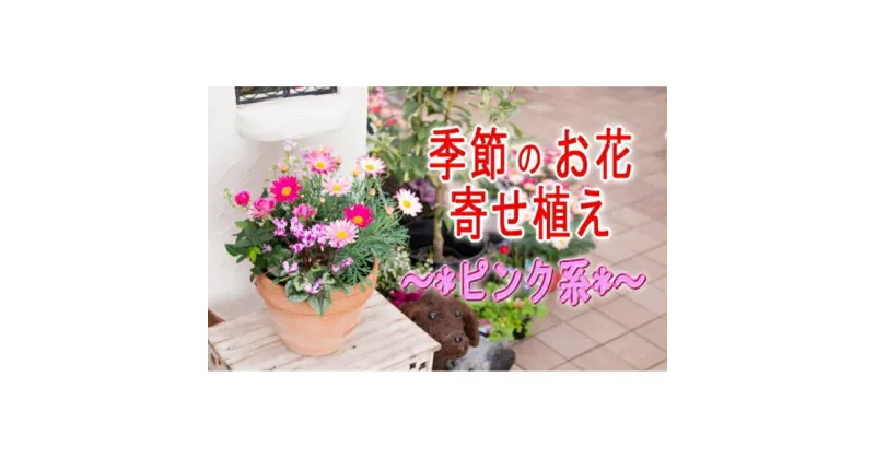 【ふるさと納税】季節のお花寄せ植え(赤・ピンク系)　植物・花