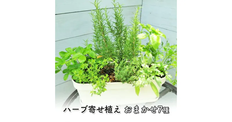 【ふるさと納税】ハーブ 7種 フレッシュハーブ 香りの寄せ植え 白鉢 受皿付き 植物 ガーデン インテリア　朝倉市