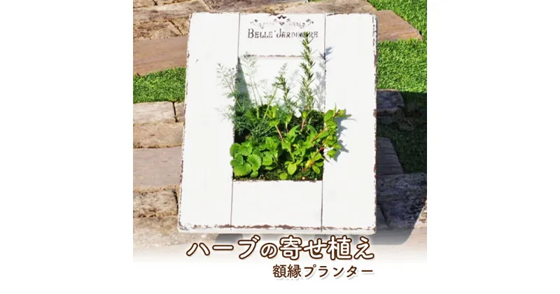 【ふるさと納税】植物 ハーブ 寄せ植え 額縁プランター ガーデン インテリア　朝倉市