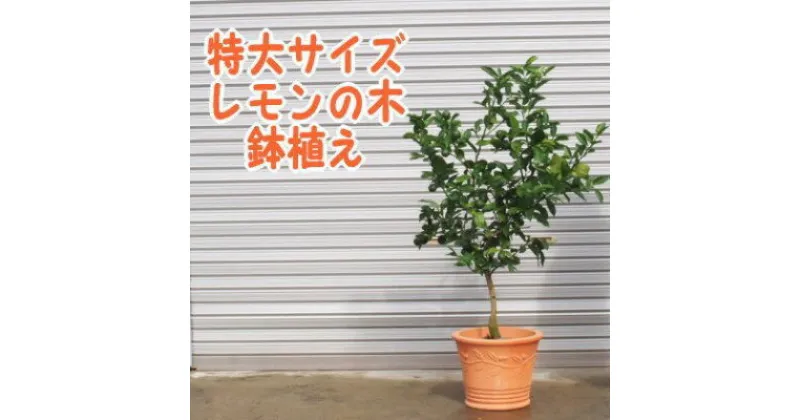 【ふるさと納税】苗木 特大サイズ レモンの木鉢植え テラコッタ鉢 40cm 配送不可 北海道 沖縄 離島　 苗木 れもん 檸檬 Lemon 特大サイズ 観葉植物 ガーデニング 花 実 香り