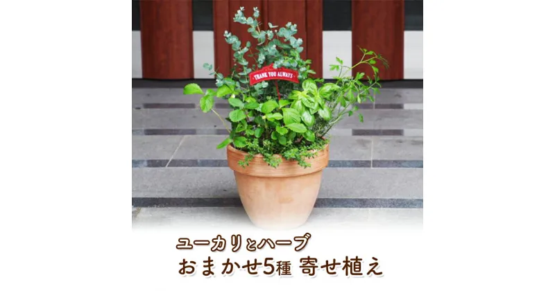 【ふるさと納税】ユーカリとハーブ5種 寄せ植え テラコッタ鉢 24cm 植物 ガーデン インテリア　朝倉市