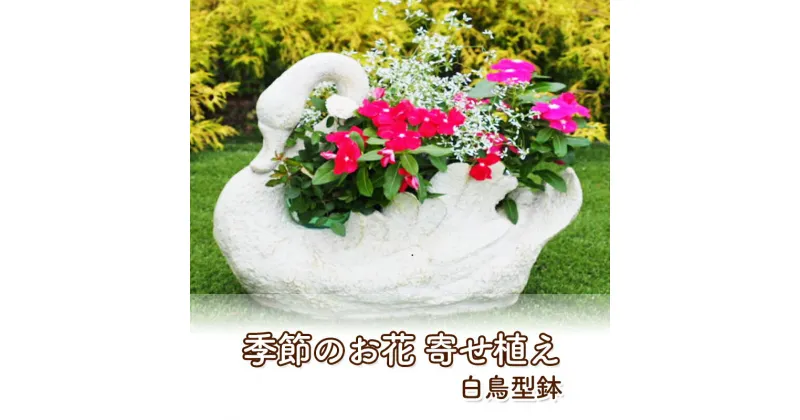 【ふるさと納税】花 寄せ植え 季節のお花 白鳥型鉢 植物 ガーデン インテリア　朝倉市