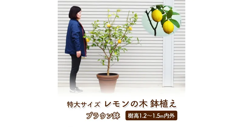 【ふるさと納税】苗木 レモン 特大サイズ レモンの木 鉢植え ブラウン鉢 1個 植物 ガーデン ※配送不可:北海道、沖縄、離島　朝倉市