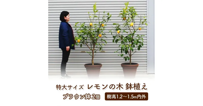 【ふるさと納税】苗木 レモン 特大サイズ レモンの木 鉢植え ブラウン鉢 2個 植物 ガーデン ※配送不可:北海道、沖縄、離島　朝倉市