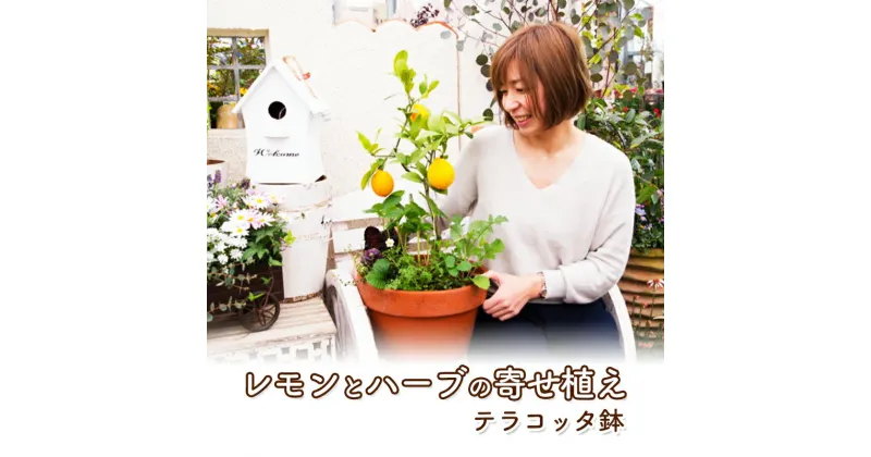 【ふるさと納税】レモン ハーブ 寄せ植え 鉢植え 植物 ガーデン インテリア 収穫可能 ※配送不可:北海道、沖縄、離島　朝倉市