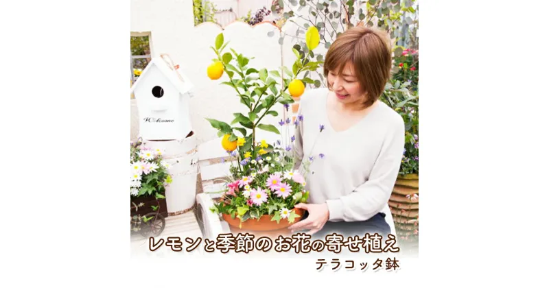 【ふるさと納税】レモンの木 花 寄せ植え 5～6種類 レモンと季節のお花 テラコッタ鉢 植物 ガーデン インテリア ※配送不可:北海道、沖縄、離島　朝倉市