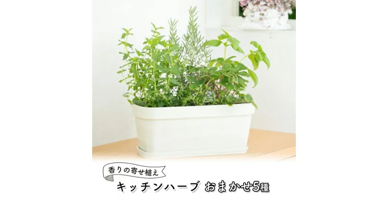 【ふるさと納税】ハーブ キッチンハーブ 5種 フレッシュハーブ 香りの寄せ植え 植物 ガーデニング ガーデン インテリア　朝倉市