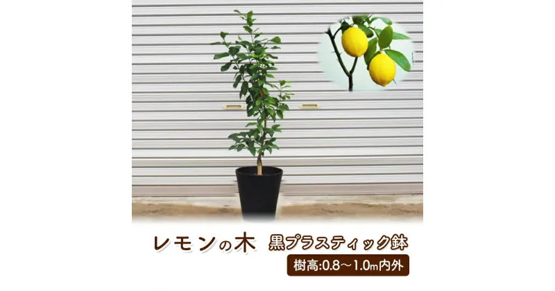 【ふるさと納税】苗木 鉢植え レモンの木 黒プラスティック鉢 直径27cm 植物 ガーデン インテリア ※配送不可:北海道、沖縄、離島　朝倉市