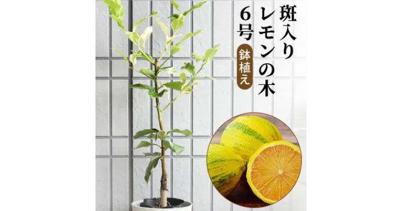 【ふるさと納税】斑入り レモンの木 ピンクレモネード 鉢植え　苗木・れもん