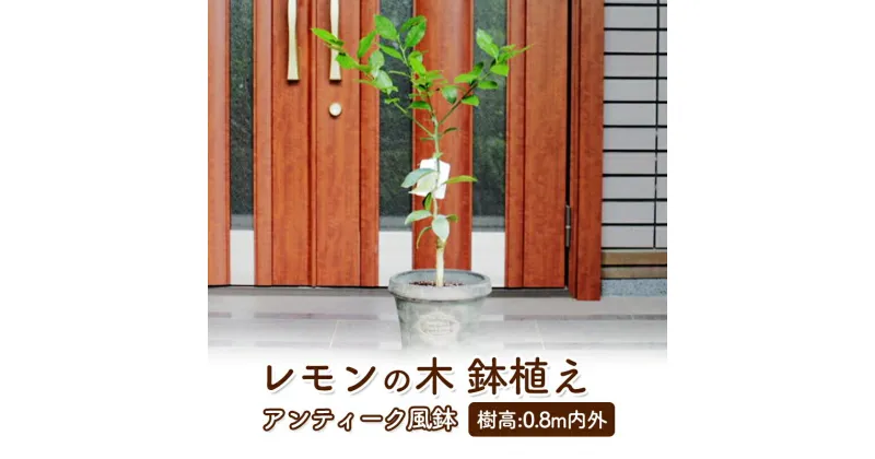 【ふるさと納税】苗木 レモン レモンの木 鉢植え アンティーク風 鉢 27cm ※配送不可:北海道、沖縄、離島　朝倉市