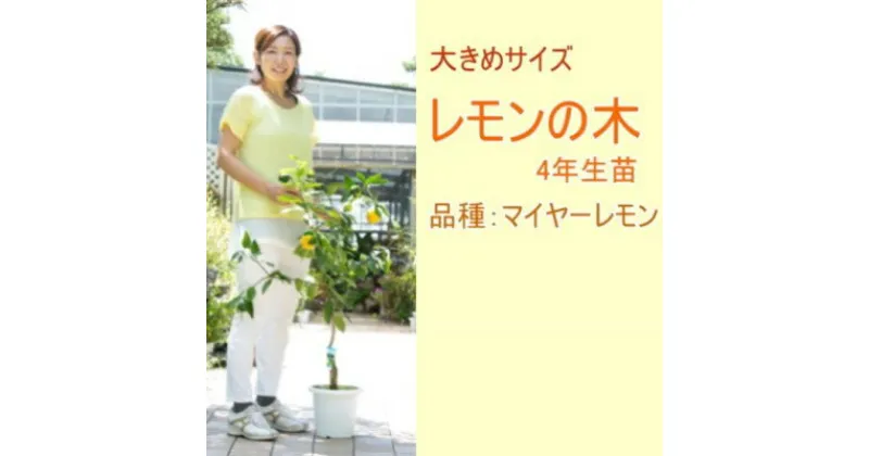 【ふるさと納税】鉢植え レモンの木 4年生 苗 1本 大きめサイズ 配送不可 北海道 沖縄 離島　苗木 レモン れもん 檸檬 レモンの木 四年