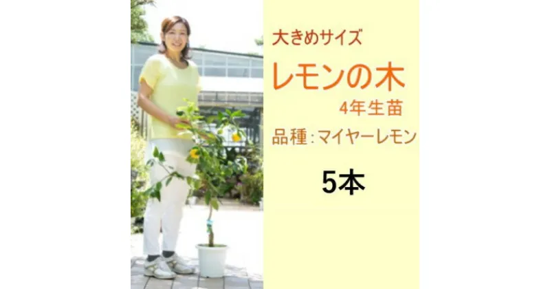 【ふるさと納税】鉢植え レモンの木 大きめサイズ 4年生 苗 5本 配送不可 北海道 沖縄 離島　苗木・レモン・れもん・檸檬・レモンの木