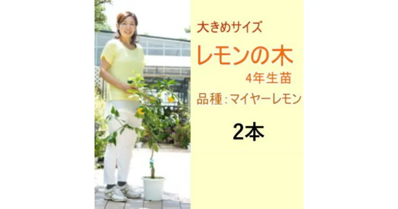 【ふるさと納税】鉢植え レモンの木 大きめサイズ 4年生 苗 2本 配送不可 北海道 沖縄 離島　苗木・レモン・れもん・檸檬・レモンの木