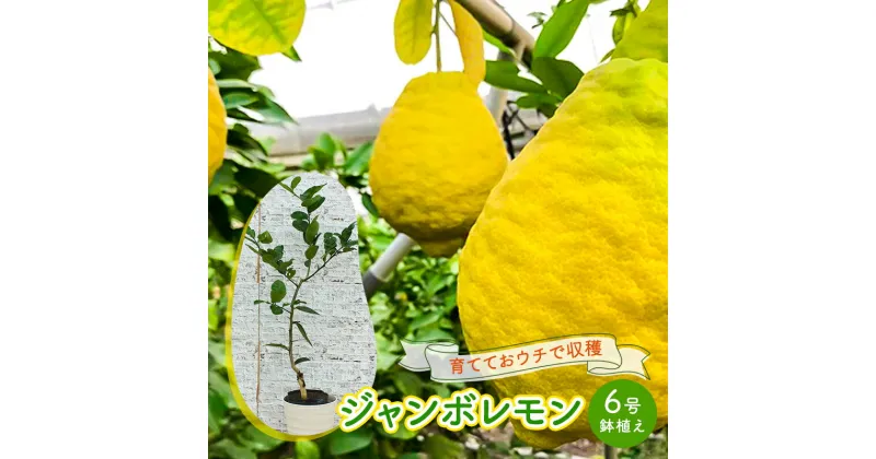 【ふるさと納税】鉢植え 苗木 ジャンボレモン 6号 高さ約70～90cm レモンの木 レモン 植物 ガーデン ガーデニング　朝倉市