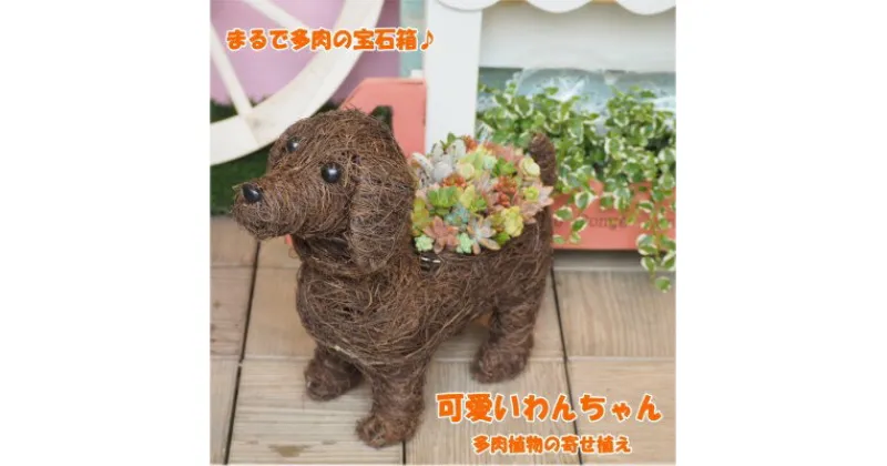 【ふるさと納税】まるで多肉の宝石箱♪チビわんこの多肉植物 寄せ植え（1個）　 植物 インテリア ガーデニング 寄せ植え 玄関 置物 犬 イヌ 犬の置物