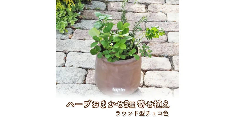 【ふるさと納税】ハーブ 寄せ植え 5種 ラウンド型 チョコ色 25cm 植物 インテリア ガーデン　朝倉市