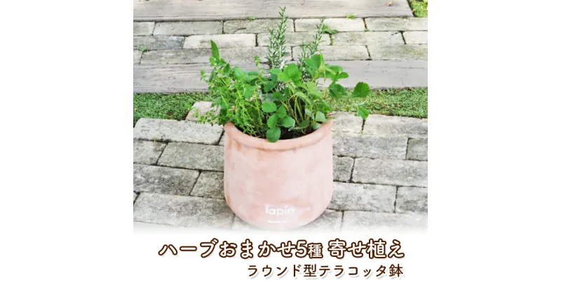 【ふるさと納税】ハーブ 寄せ植え 5種 ラウンド型 テラコッタ鉢 25cm 植物 インテリア ガーデン　朝倉市