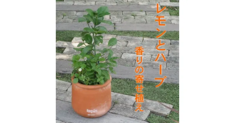 【ふるさと納税】寄せ植え レモンとハーブ 香り ラウンド型 テラコッタ鉢 25cm 配送不可 北海道 沖縄 離島　 寄せ植え 苗木 インテリア 実用性 緑 植物 受粉樹 不要 毎年 実がなる 育てやすい 料理 鑑賞用