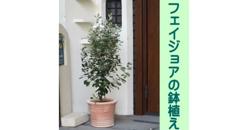 【ふるさと納税】フェイジョアの鉢植え（オリーブ柄テラコッタ鉢30cm）※配送不可：北海道・沖縄・離島　 インテリア 観葉植物 緑 癒し トロピカル 果樹 南国 植物 エキゾチック 花 果実 寒さ 強い 病害虫 玄関先 庭 店舗