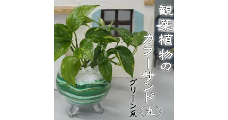 【ふるさと納税】カラーサンド（ガラス花器：丸）グリーン系　 植物 インテリア 飾り 緑 部屋 玄関 キッチン 洗面所 丸型 ガラス花器 グリーンインテリア 寄せ植え