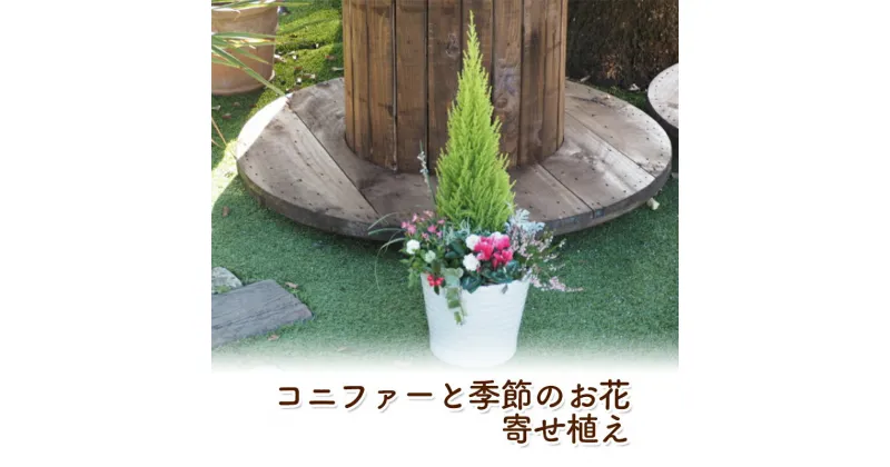 【ふるさと納税】コニファーと季節のお花 寄せ植え 植物 インテリア ガーデン　朝倉市