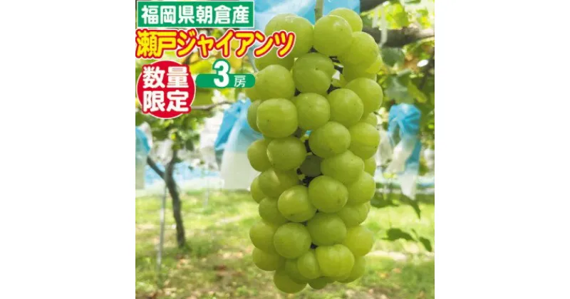 【ふるさと納税】2025年8月15日迄受付 瀬戸ジャイアンツ ぶどう 3房 約1.5kg 朝倉産 配送不可 離島 ブドウ 葡萄 オンライン決済限定　 果物 ぶどう フルーツ 栽培期間中 JAS認証肥料 減農薬 大粒 品種 甘い 酸味 少なめ 渋み 皮ごと 　お届け：2025年9月上旬～9月30日