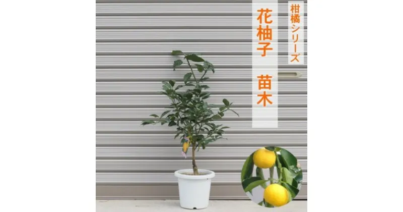 【ふるさと納税】柑橘苗 花柚子 苗木（実なし）　 植物 柚子の木 柑橘 小ぶり 樹高 あまり高くならない 鉢植え向き 受粉樹不要 毎年実がなる 庭 園芸 ガーデニング 　お届け：2024年8月15日～順次発送