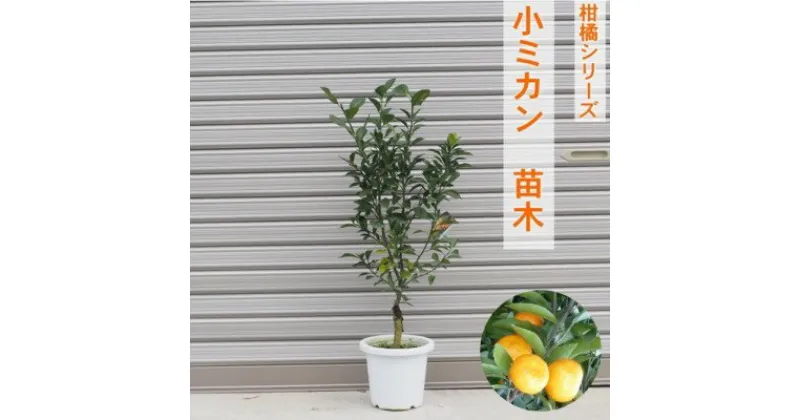 【ふるさと納税】柑橘苗 小みかん 苗木（実なし）　 植物 庭 園芸 ガーデニング 小ぶり 酸味 少ない 爽やか 香り 直径5cm 紀州みかん