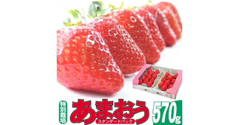 【ふるさと納税】いちご 2023年12月より発送 うるう農園のあまおう スタンダード2パック 約570g※配送不可：離島　【 果物 フルーツ デザート 食後 特別栽培 福岡県産 国産 日本産 】　お届け：2024年12月中旬～2025年3月末