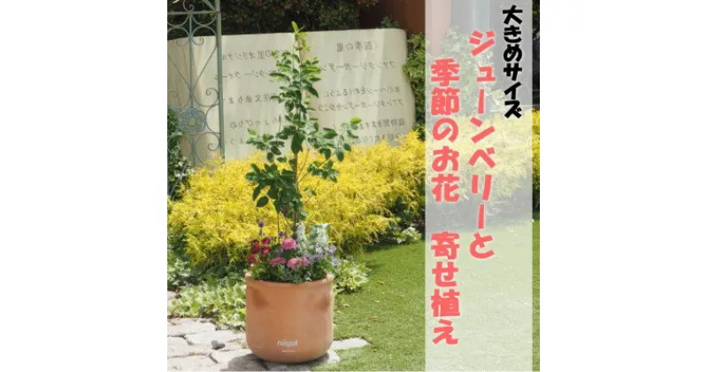 【ふるさと納税】苗木 大きめサイズ ジューンベリーと季節のお花 寄せ植え 配送不可 北海道 沖縄 離島　 植物 ガーデニング 庭 インテリア 癒し 玄関先 庭 テラコッタ鉢 鉢植え