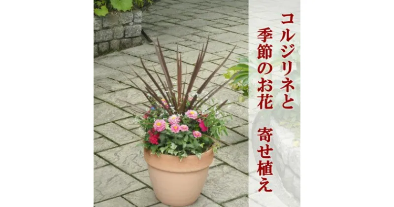 【ふるさと納税】寄せ植え 鉢植え コルジリネと季節のお花 配送不可 北海道 沖縄 離島　 植物 ガーデニング 庭 インテリア 癒し 玄関先 庭 スタイリッシュ おしゃれ 華やか