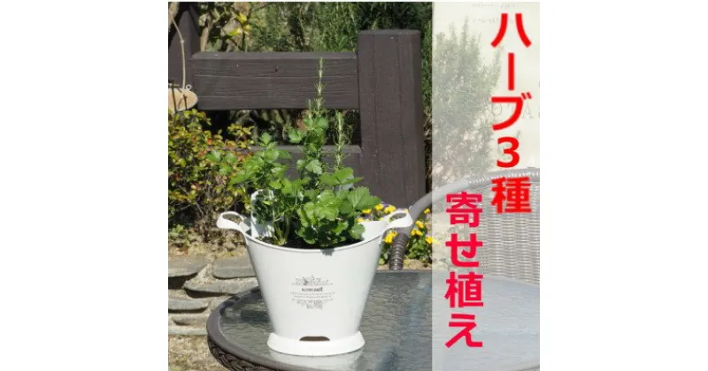 【ふるさと納税】ハーブ 寄植え 摘み取って使う 新鮮 ハーブ 3種の寄せ植え プラ鉢 ホワイト　 苗木 庭 玄関先 ベランダ 植物 インテリア グリーンアイテム ハーブの寄せ植え おしゃれ 育てやすい