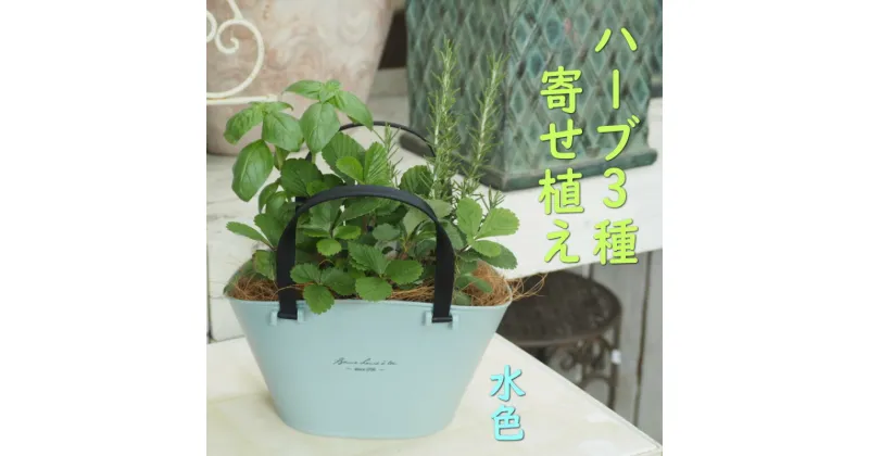 【ふるさと納税】ハーブ 寄植え 摘み取って使う 新鮮 ハーブ 3種の寄せ植え プラ鉢 水色　 苗木 庭 玄関先 ベランダ 植物 インテリア グリーンアイテム ハーブの寄せ植え おしゃれ 育てやすい