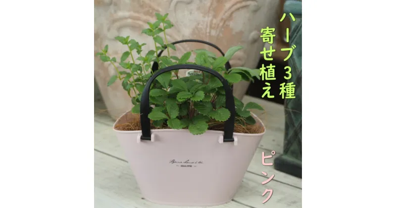 【ふるさと納税】ハーブ 寄植え 摘み取って使う 新鮮 ハーブ 3種の寄せ植え プラ鉢 ピンク　 苗木 庭 玄関先 ベランダ 植物 インテリア グリーンアイテム ハーブの寄せ植え おしゃれ 育てやすい